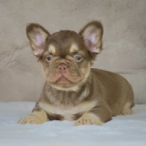 Maximus, new shade rojo and tan fluffy French Bulldog for sale