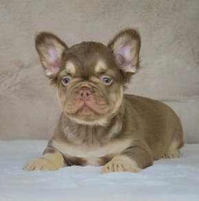 French Bulldog puppy for sale