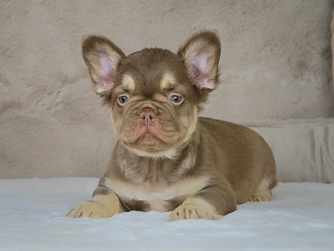 French Bulldog puppy for sale