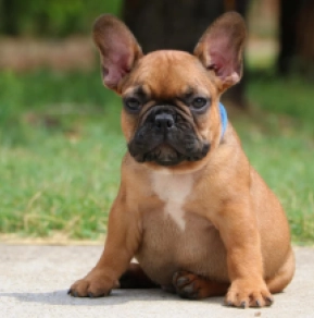 Dog Breeds Male French Bulldog Puppies For Sale Elton French