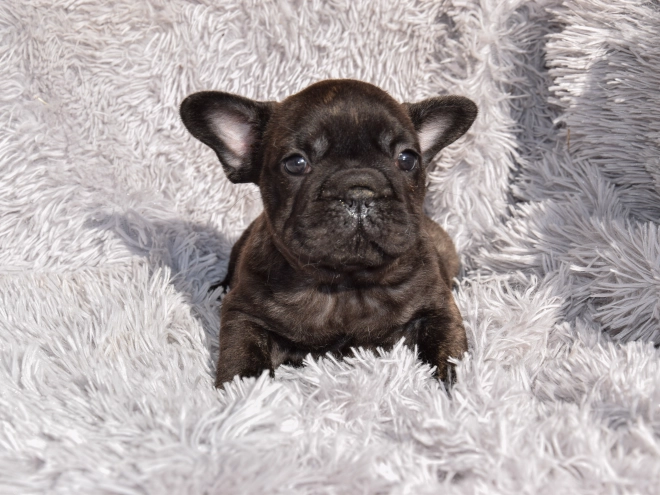 French Bulldog puppy for sale