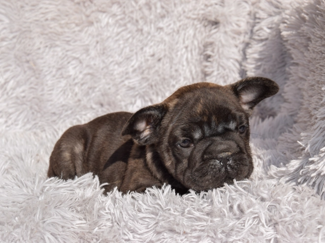 French Bulldog puppy for sale