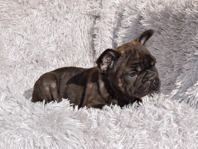French Bulldog puppy for sale