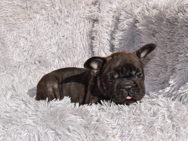 French Bulldog puppy for sale
