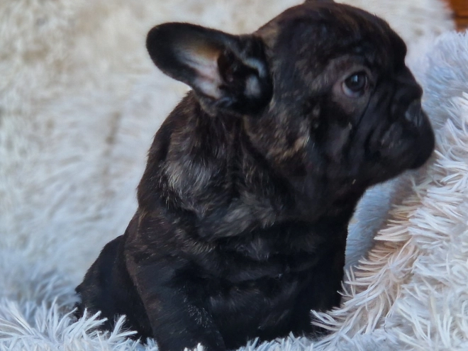 French Bulldog puppy for sale