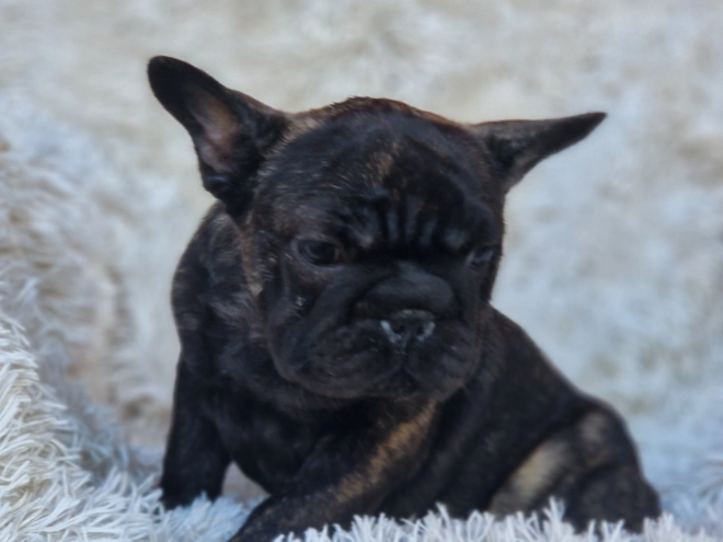 French Bulldog puppy for sale