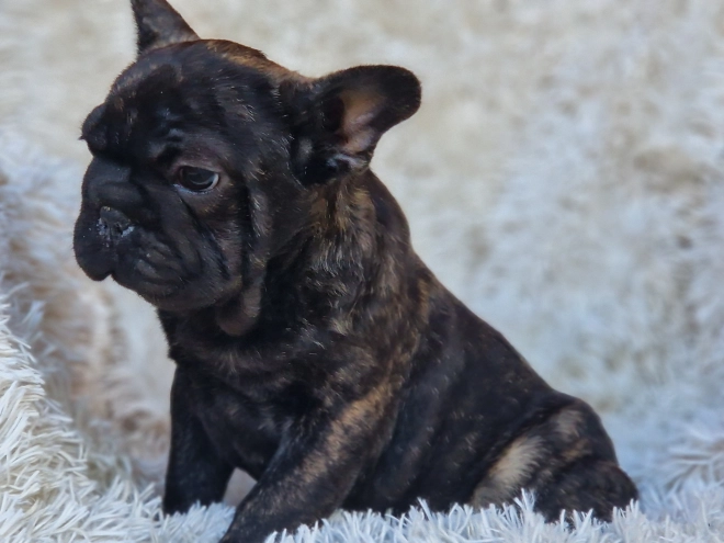 French Bulldog puppy for sale