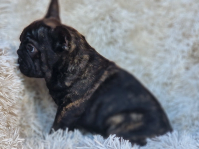 French Bulldog puppy for sale