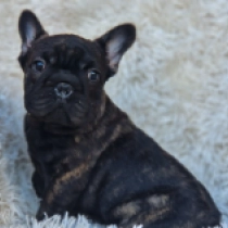 Starbucks – big rope!, brindle Französische Bulldogge Welpen kaufen