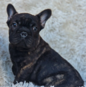 Perros Bulldog Francés en venta