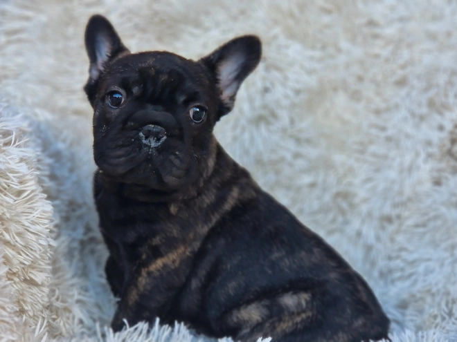French Bulldog puppy for sale