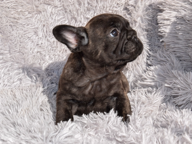 French Bulldog puppy for sale