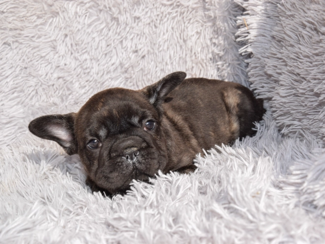 French Bulldog puppy for sale