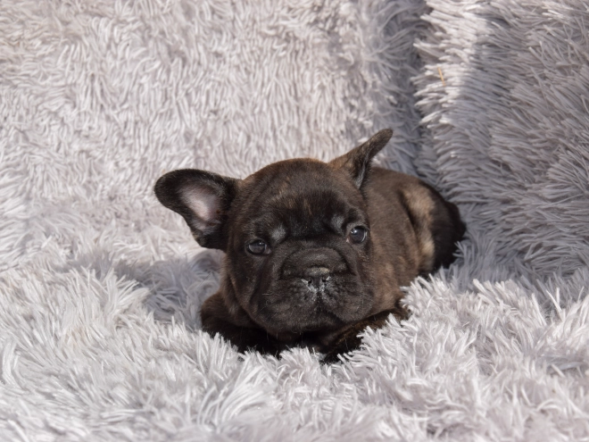 French Bulldog puppy for sale