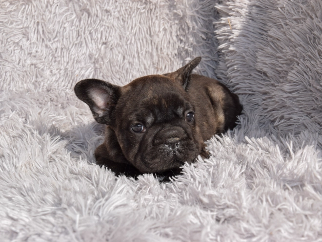 French Bulldog puppy for sale