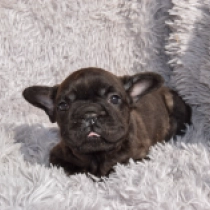 Perros Bulldog Francés en venta