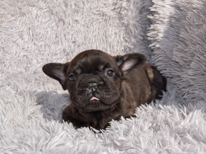French Bulldog puppy for sale
