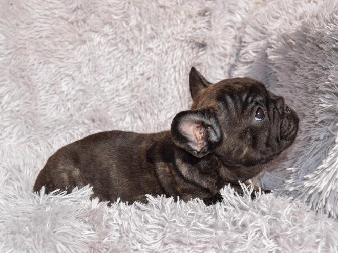 French Bulldog puppy for sale