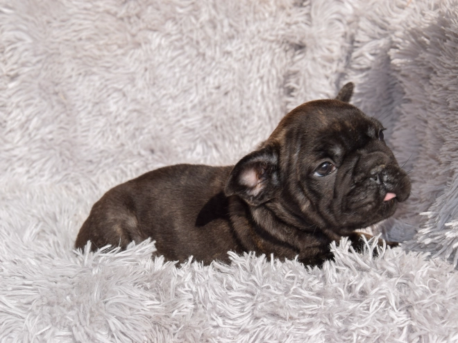 French Bulldog puppy for sale