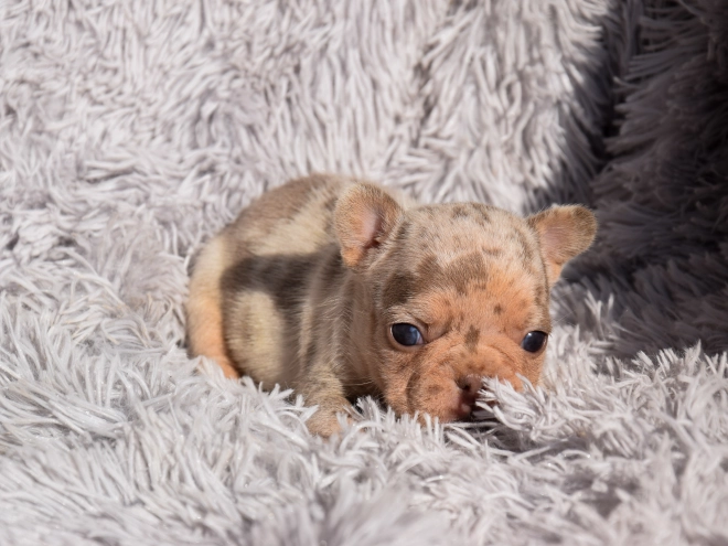 French Bulldog puppy for sale