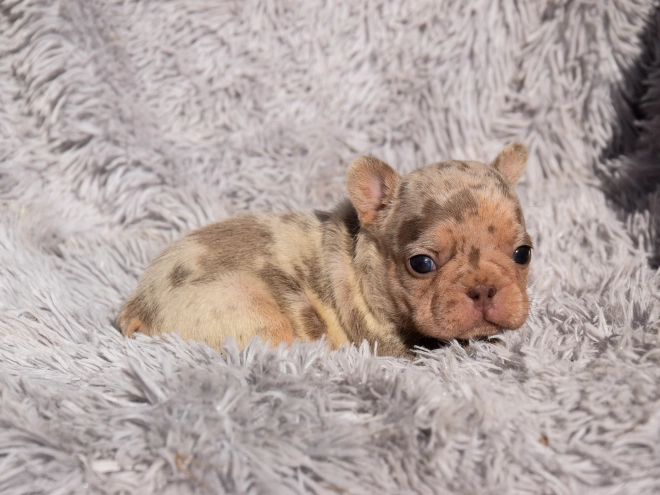 French Bulldog puppy for sale