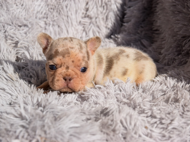 French Bulldog puppy for sale