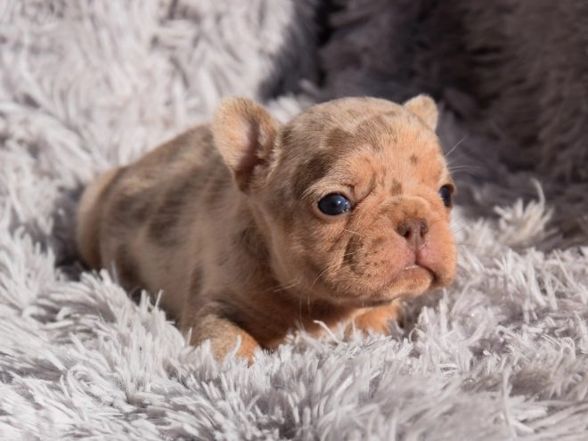 French Bulldog puppy for sale