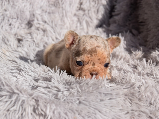 French Bulldog puppy for sale