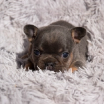 Perros Bulldog Francés en venta