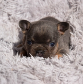 French Bulldog puppy for sale