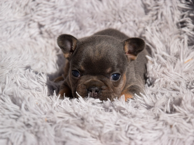 French Bulldog puppy for sale
