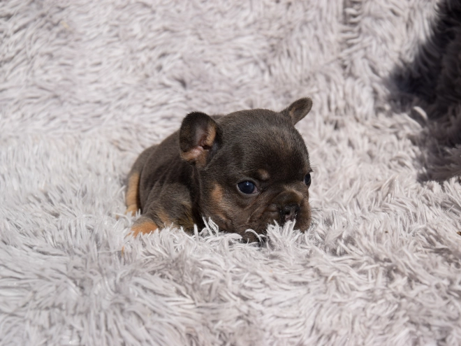 French Bulldog puppy for sale
