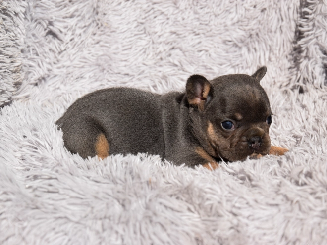 French Bulldog puppy for sale