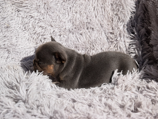 French Bulldog puppy for sale