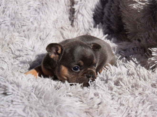 French Bulldog puppy for sale