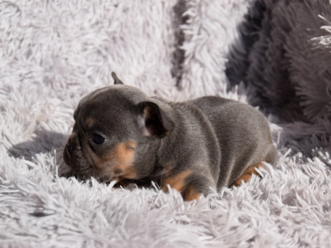 French Bulldog puppy for sale