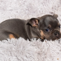 Perros Bulldog Francés en venta