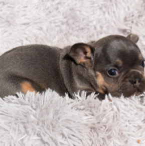 French Bulldog puppy for sale