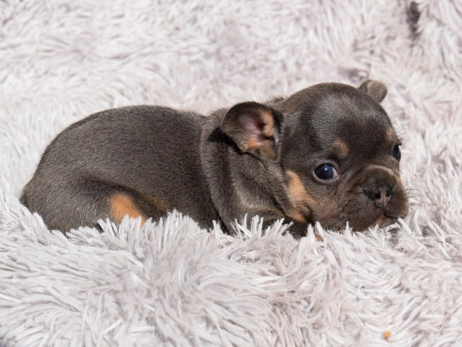 French Bulldog puppy for sale