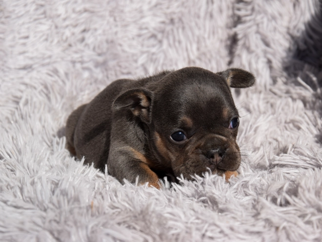 French Bulldog puppy for sale