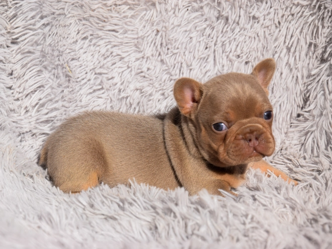 French Bulldog puppy for sale