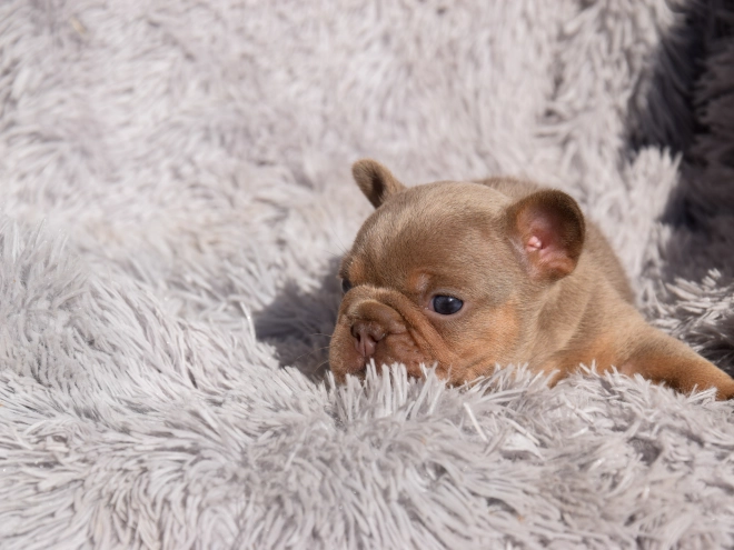 French Bulldog puppy for sale
