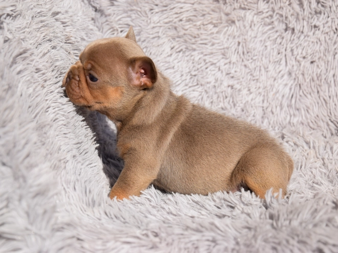 French Bulldog puppy for sale