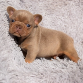 French Bulldog puppy for sale