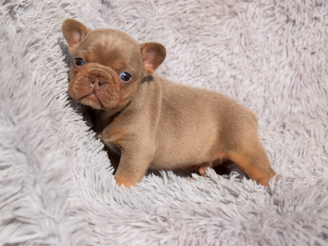 French Bulldog puppy for sale