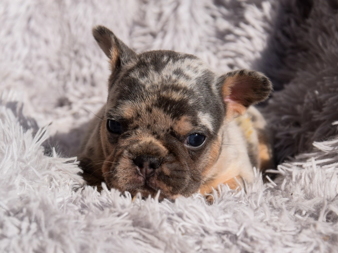 French Bulldog puppy for sale