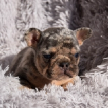 Perros Bulldog Francés en venta