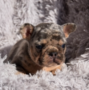 French Bulldog puppy for sale