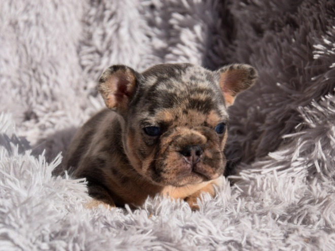 French Bulldog puppy for sale