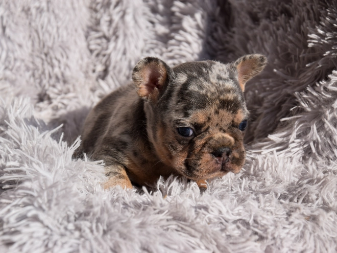 French Bulldog puppy for sale